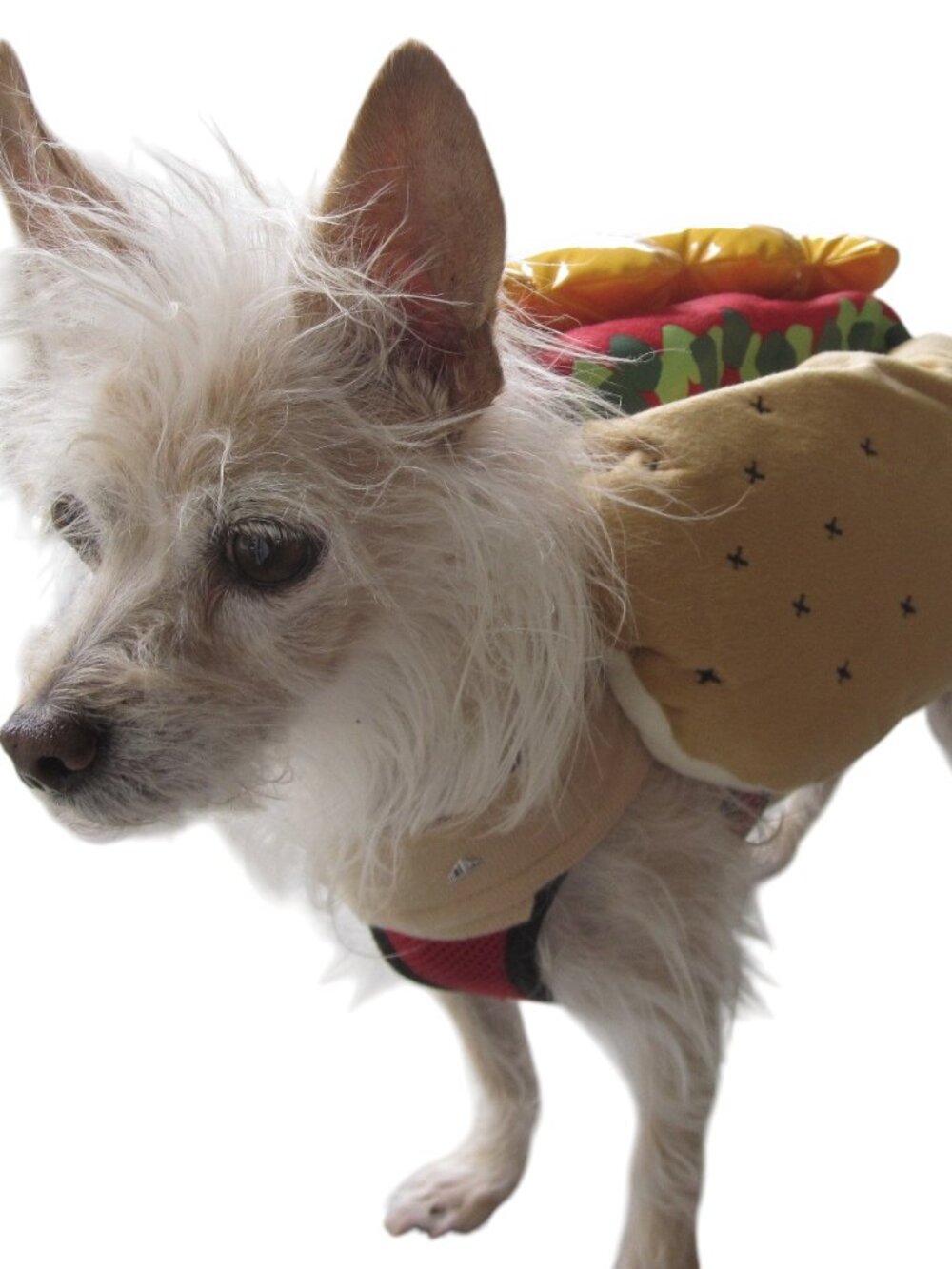 Puppy Dog Costume Hotdog Bun & All the Fixings Dog Size Small Cosplay HALLOWEEN
